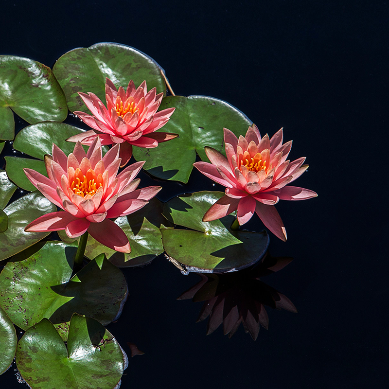 Toccata & Fougère™ The Lotus Eaters Hand-Dipped Incense