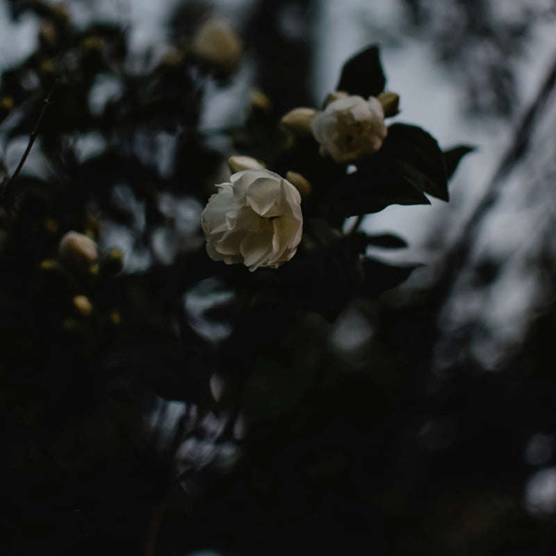 Black Gardenia Options