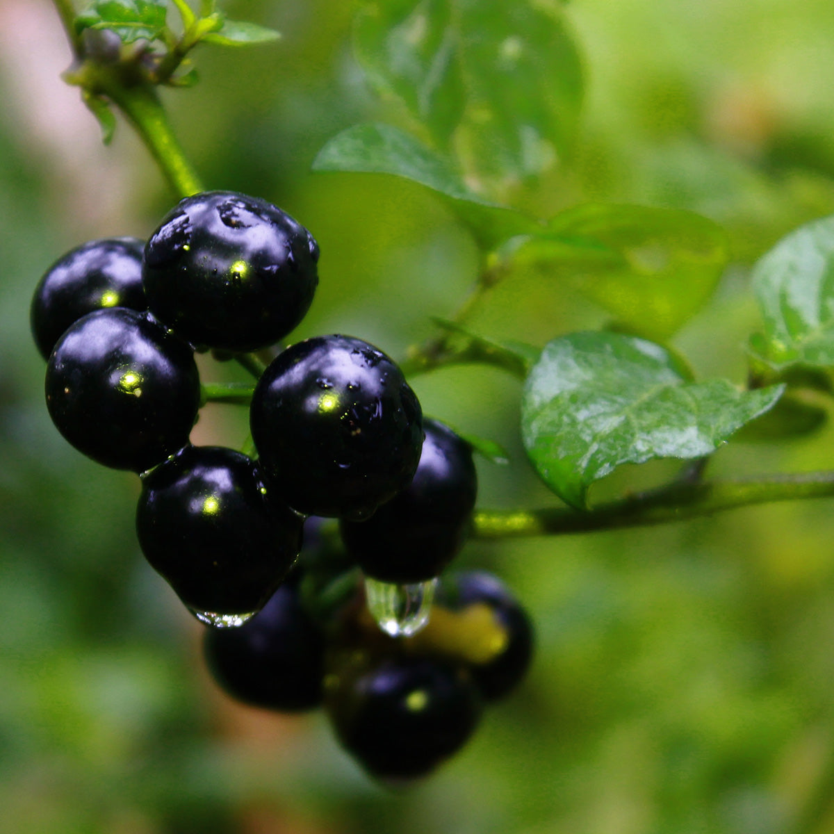 Toccata & Fougère™ Black Nightshade Hand-Dipped Incense