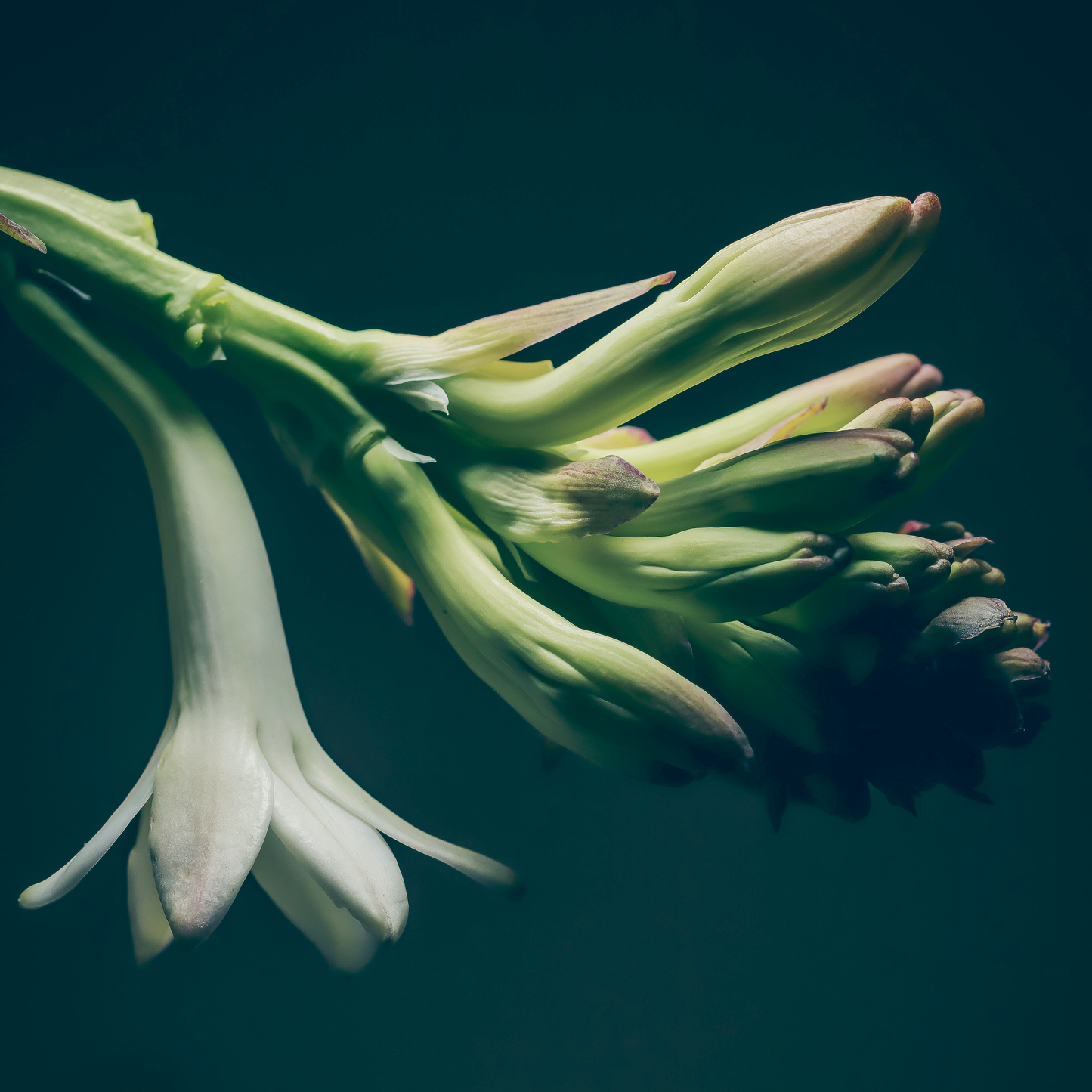 Toccata & Fougère™ Bone Flower Hand-Dipped Incense