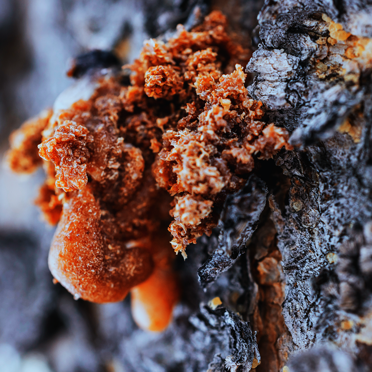 Toccata & Fougère™ Dragon Queen Hand-Dipped Incense