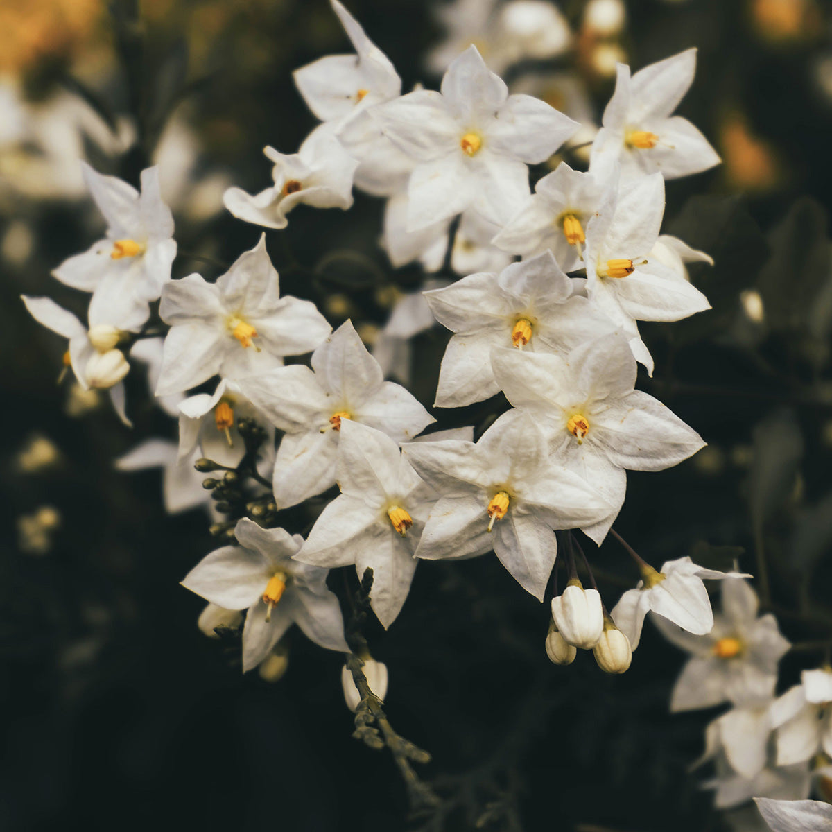 Toccata & Fougère™ Jasmine Hand-Dipped Incense