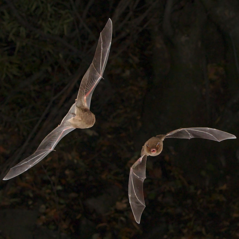 Chiroptera Scent Visualizer: Two flying bats captured in a dark natural setting at night, with wings spread and their faces illuminated against a shadowy background of trees and foliage.