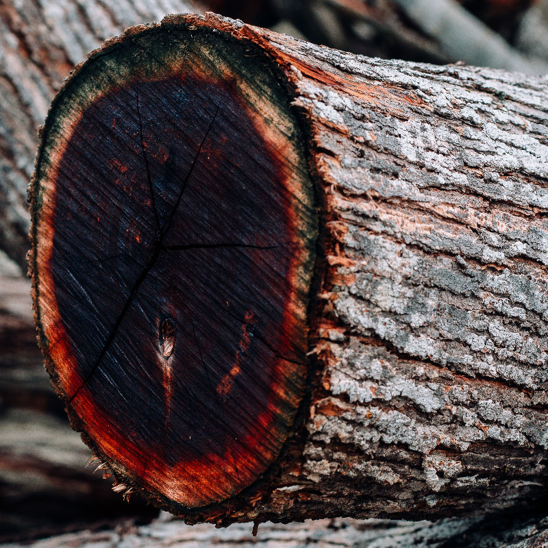 Bois de Rose scent visualizer: Close-up of a cut rosewood tree trunk with dark interior and textured bark.