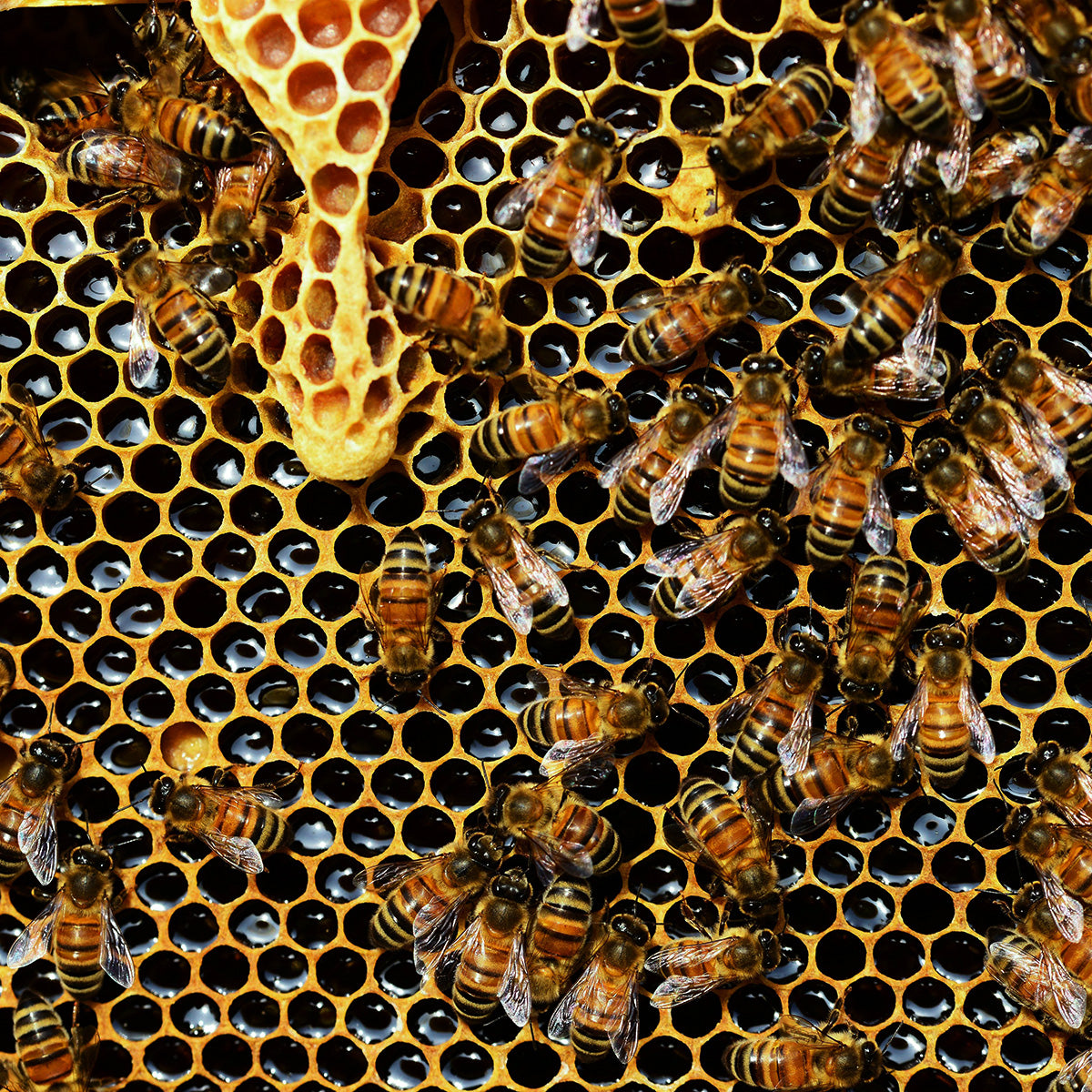 Toccata & Fougère™ Tell the Bees Apothecary Candle