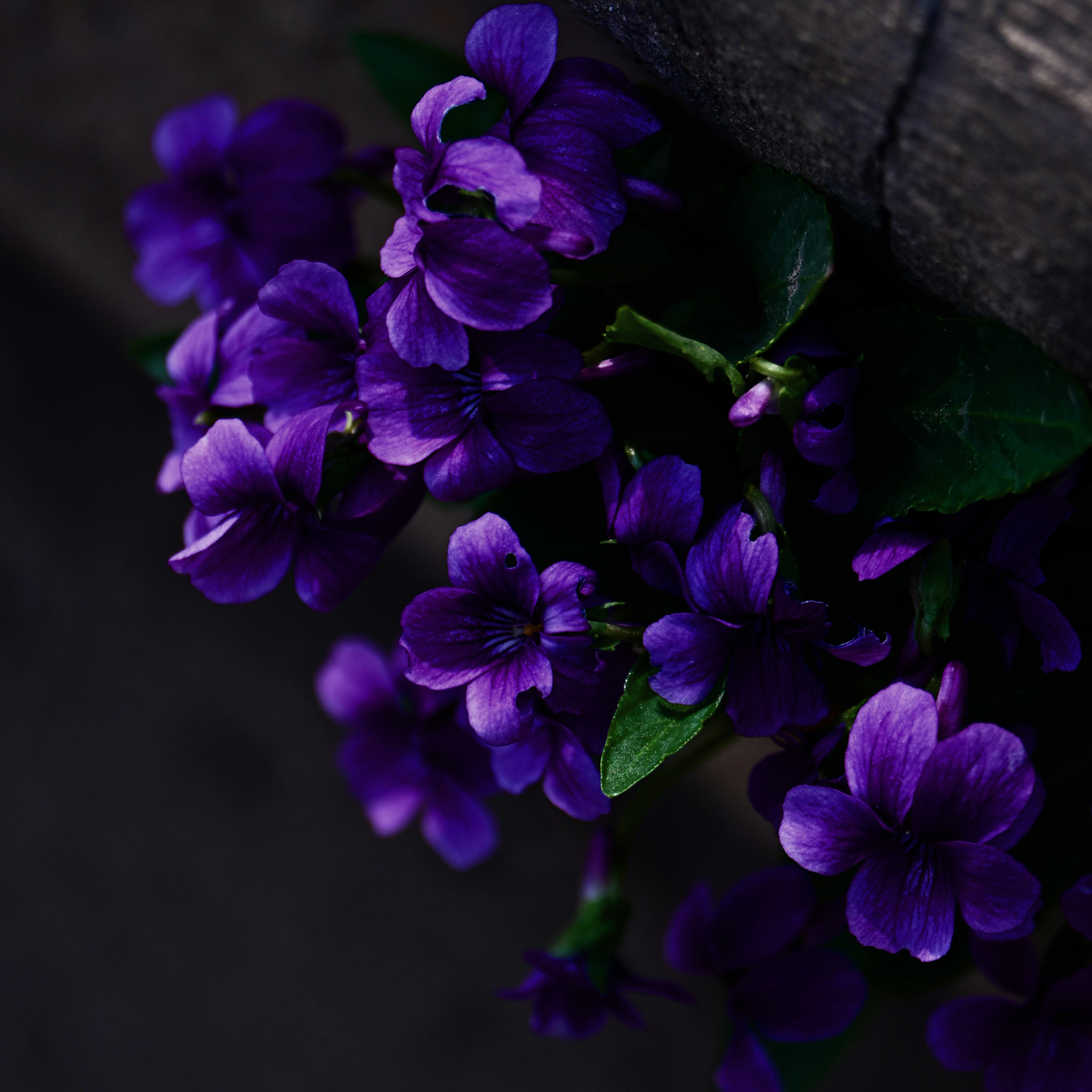 Toccata & Fougère™ Victorian Violet Hand-Dipped Incense